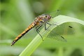 J01_0054 Sympetrum danae female